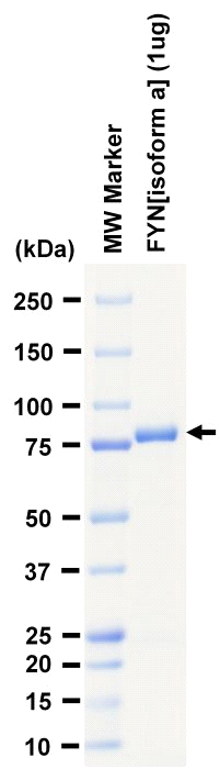 The purity was assessed by SDS-PAGE/CBB staining.